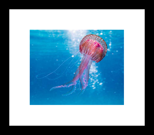 New Product Image