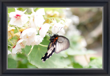 New Product Image